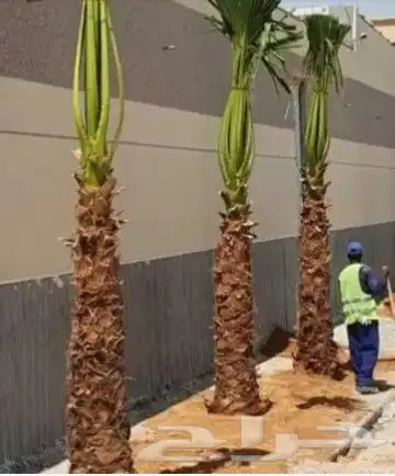 نخل للبيع من 1متر لا 8 امتار 5