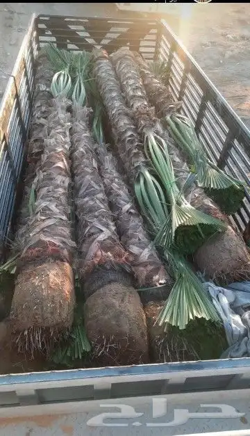 نخل للبيع من 1متر لا 8 امتار 12