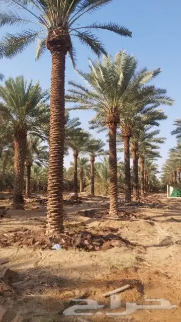 نخل للبيع من 1متر لا 8 امتار 6