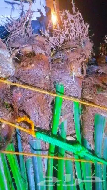 فسايل نخيل برحي عجوه روثانا صفاوي عنبره 2