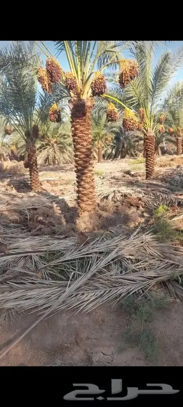 شبك نخل شبوك نخيل 9