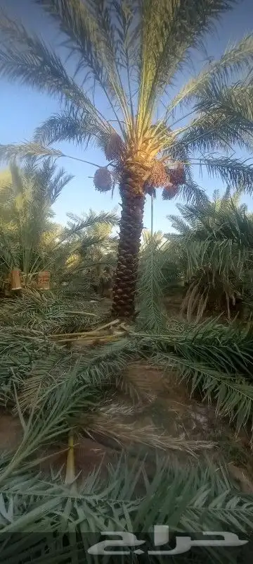 شبك نخل شبوك نخيل 0
