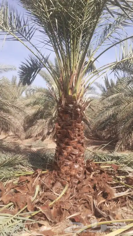 نخل للبيع من 1متر لا 8 امتار 0