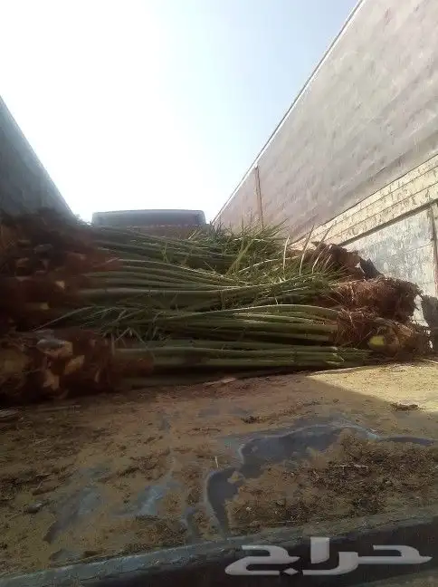 نخل للبيع من 1متر لا 8 امتار 7