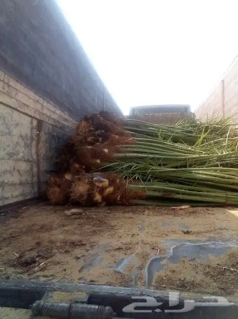 نخل للبيع من 1متر لا 8 امتار 3