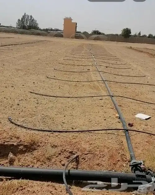 لتوريد النخل العربي والواشنطني والسياجات بجميع انواعها 4