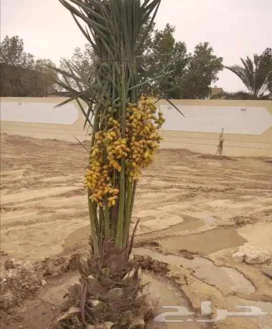 فسايل نخيل سكري برحي عجوه مجدول حلوة الجوف 4