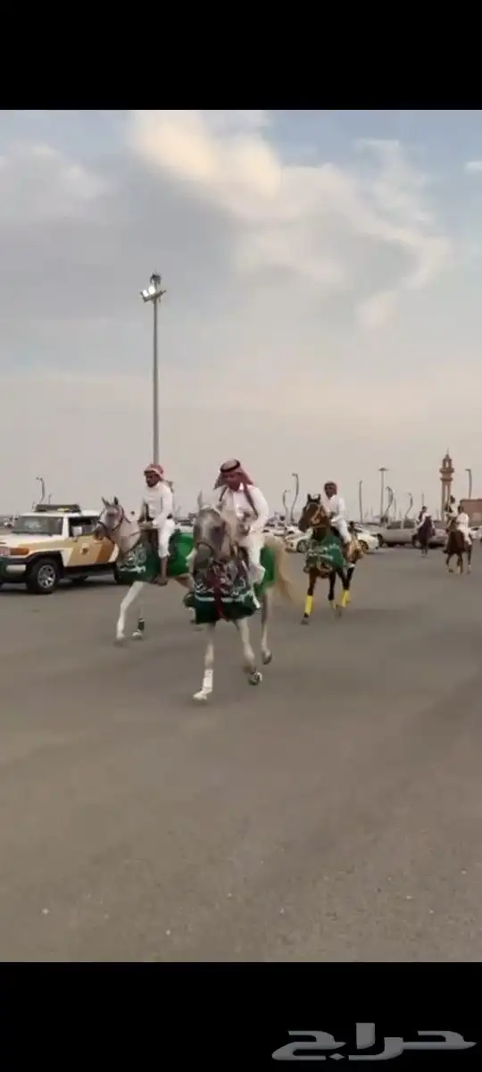 يوجد لدينا خيول وجمال الايجار وسيسي 1