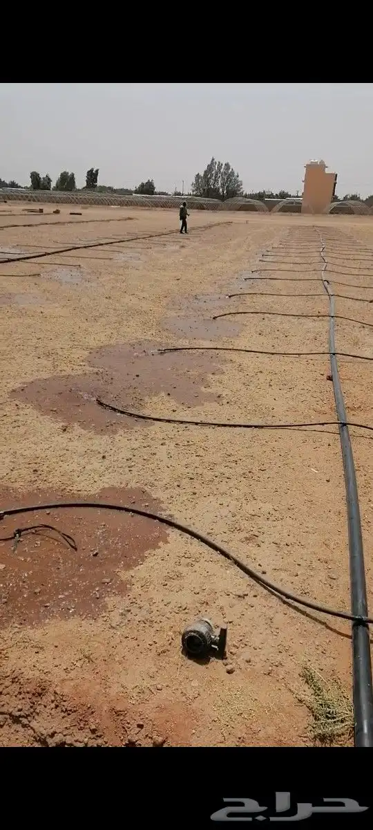 لتوريد النخل العربي والواشنطني والسياجات بجميع انواعها 3