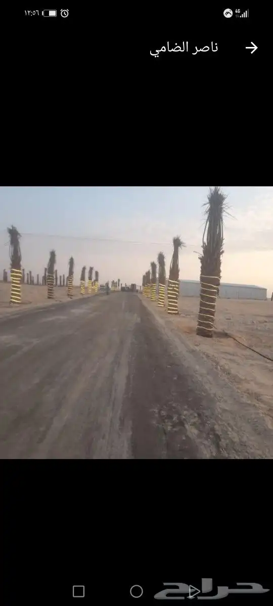 لتوريد النخل العربي والواشنطني والسياجات بجميع انواعها 6