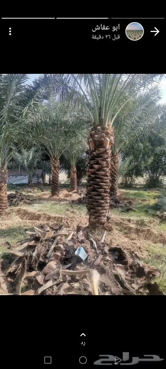 لتوريد النخل العربي والواشنطني والسياجات بجميع انواعها 5