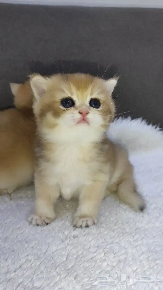 كيتن سكوتش مستوى توب للحجز 2