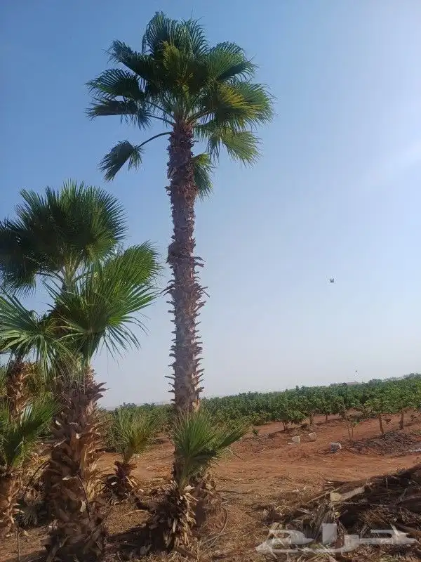 نخيل واشنطنياا من مترين الى 8 متر 5