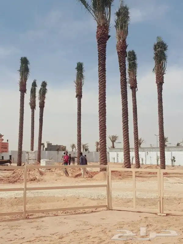 نخل للبيع من 1متر لا 8 امتار 1