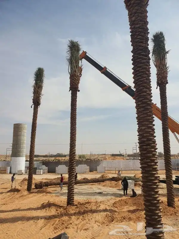 نخل للبيع من 1متر لا 8 امتار 2