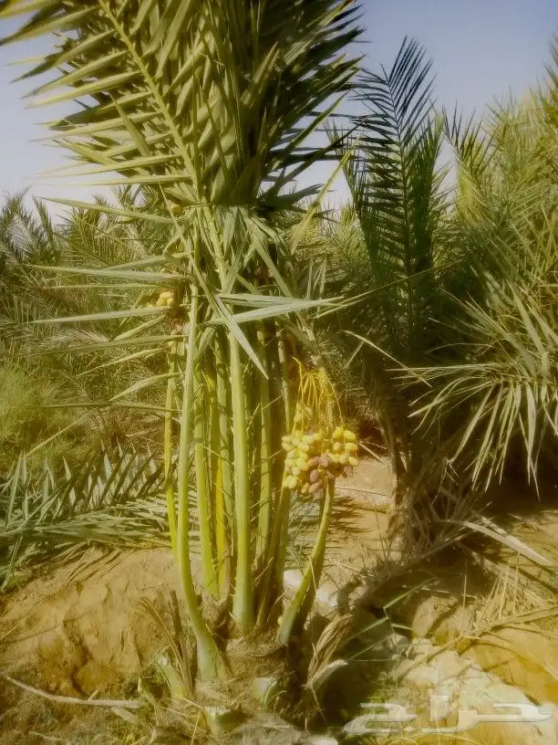 نخل للبيع من 1متر لا 8 امتار 10