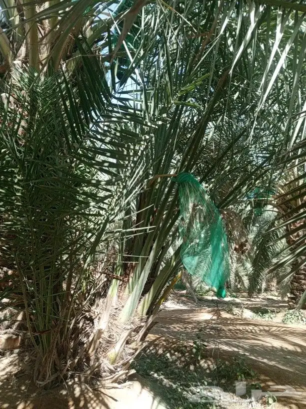 قراين صقعي طيبه 1