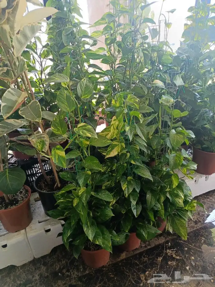 زرع طبيعي داخل البيت 39