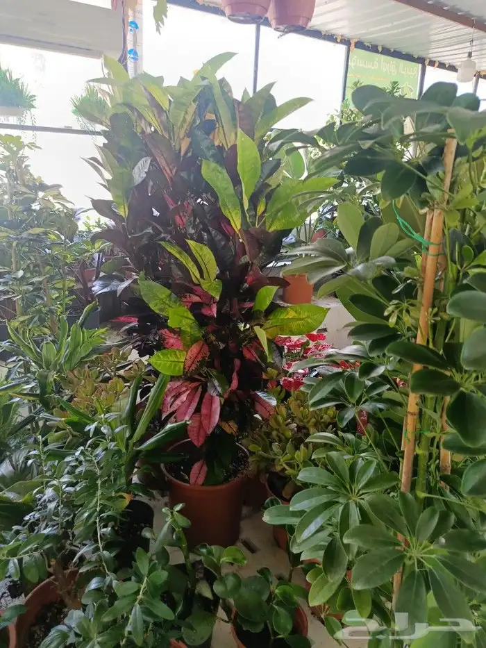 زرع طبيعي داخل البيت 41