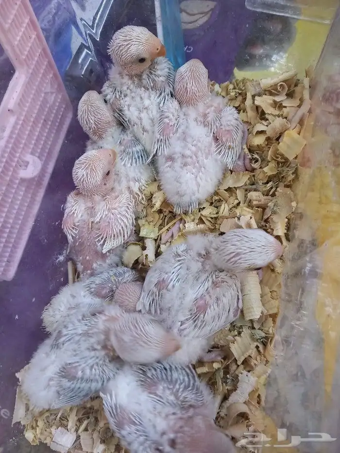 فروخ روز عمر 25يوام جحم جمبو 0