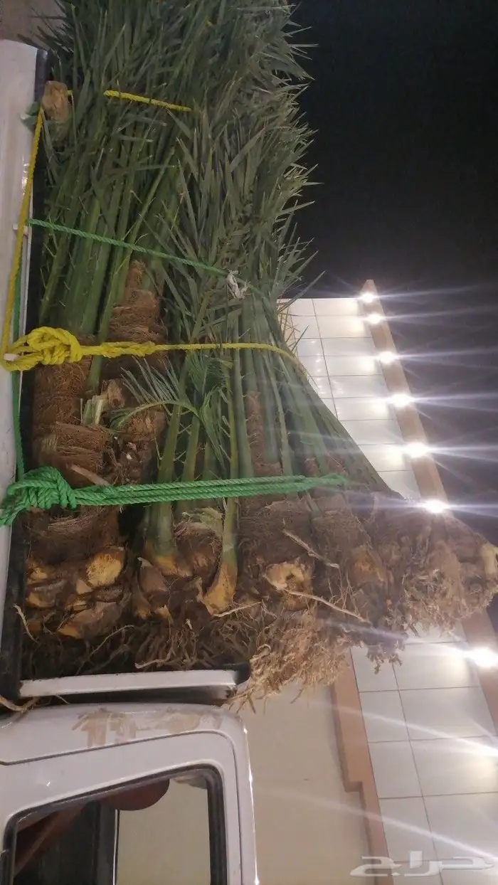 فسايل نخيل برحي عجوه روثانا صفاوي عنبره 1