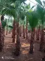 ابو عبدالله لزراعة النخيل العربي والواشطني ونقوم بتركيالأمني 2