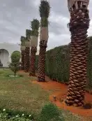 تركيب الشبوك 6
