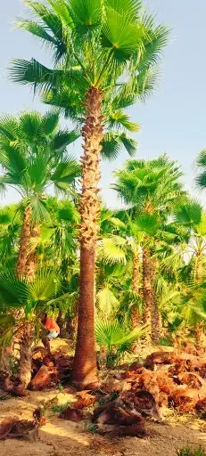 نخل واشنطن للبيع 0
