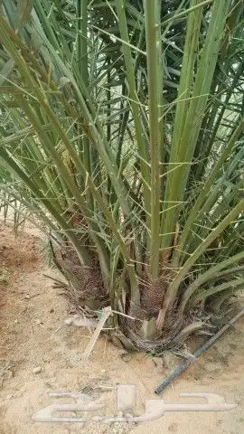 يوجد الدينا جميع أنواع النخل مثمر والزينه 3
