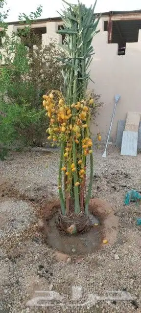 يوجد لدينا جميع انواع انخيل المثمر حسب المقاسات ونقوم بتوصي 0