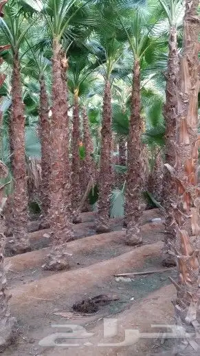 نخل واشنطن للبيع 3
