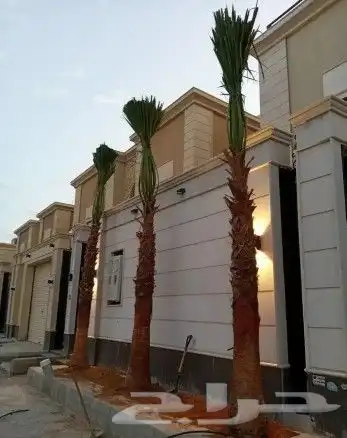 نخل واشنطني زينه للبيع 0