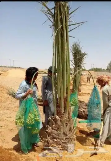 يوجد لدينا جميع أنواع النخيل 0