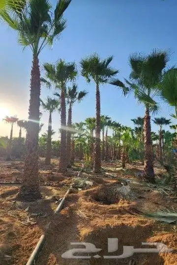 نخل وشنطني زينه امريكي 8