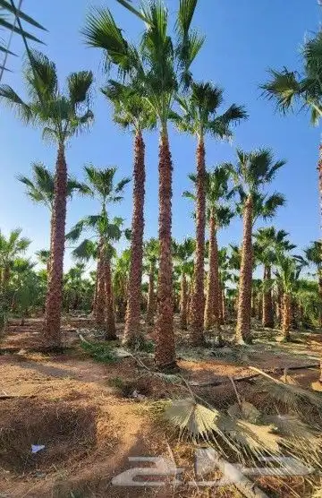 نخل وشنطني زينه امريكي 9