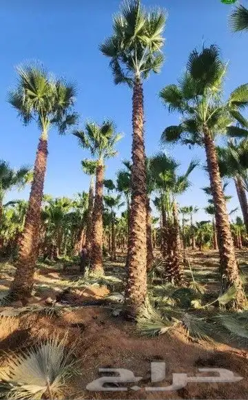 نخل وشنطني زينه امريكي 1