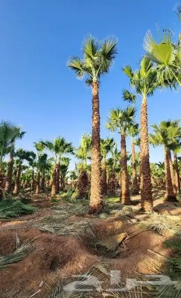 نخل وشنطني زينه امريكي 4