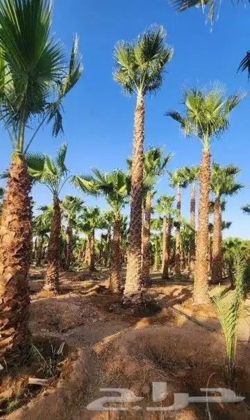 نخل وشنطني زينه امريكي 6