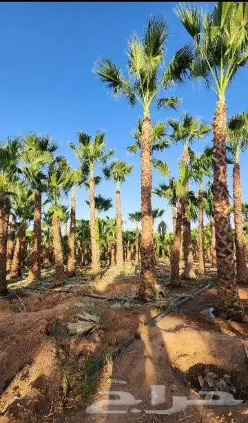 نخل وشنطني زينه امريكي 3