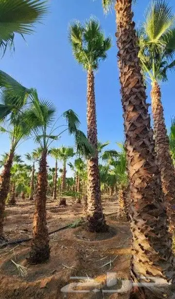 نخل وشنطني زينه امريكي 7