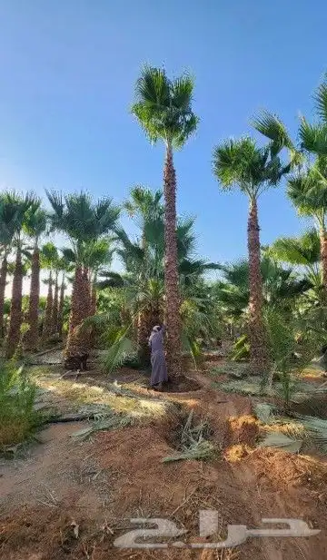 نخل وشنطني زينه امريكي 5