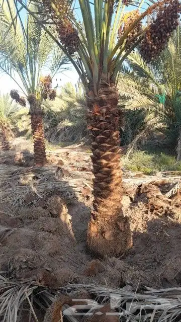 يوجد لدينا جميع انواع انخيل المثمر حسب المقاسات ونقوم بتوصي 2