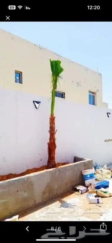 يوجد الدينا جميع أنواع النخل مثمر والزينه 2