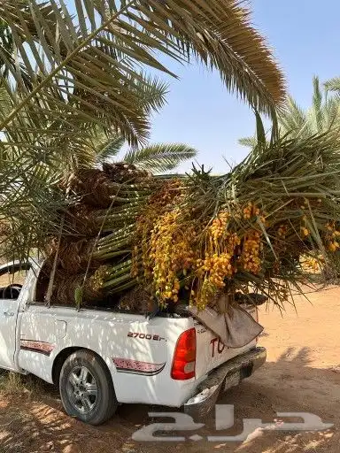 يوجد لدينا جميع أنواع النخيل 7