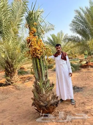 يوجد لدينا جميع أنواع النخيل 8
