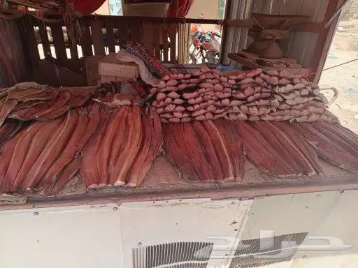 ودك تجرب اللخم القريني الحضرمي تفضل 1