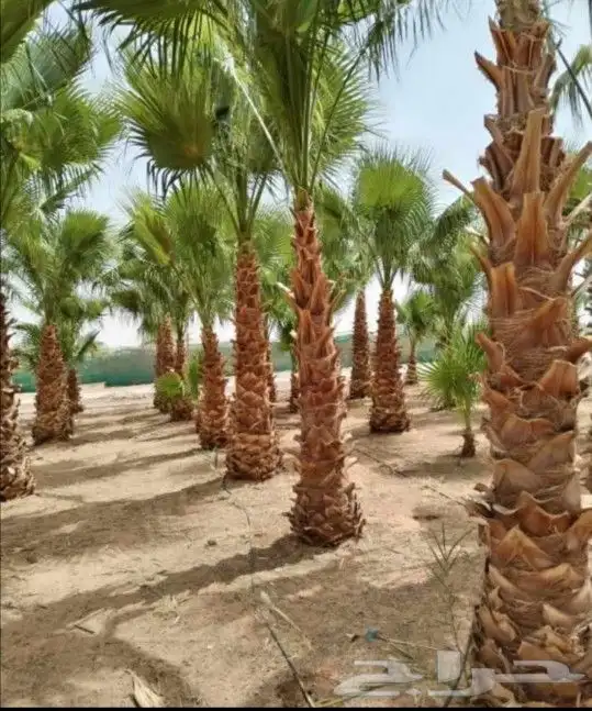 يوجد الدينا جميع أنواع النخل مثمر والزينه 0