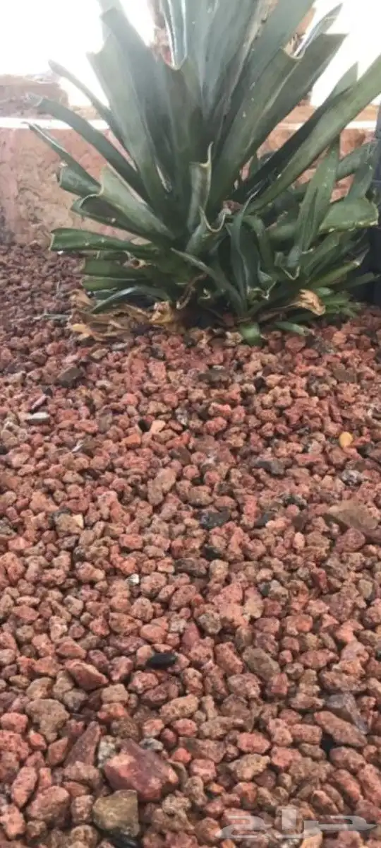 تربة حايل بطحاء حايل رمل حائل 0