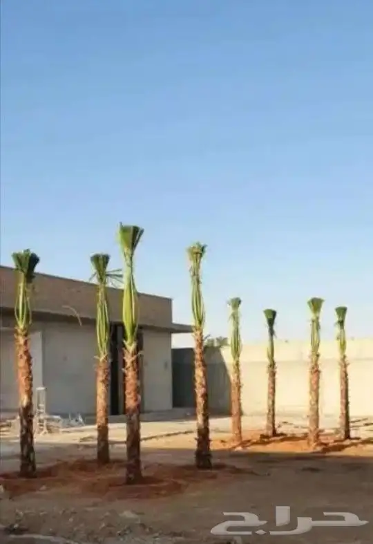 يوجد الدينا جميع أنواع النخل مثمر والزينه 1