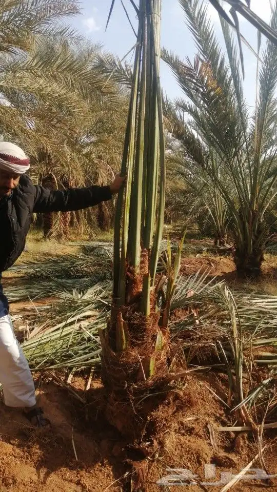 يوجد الدينا جميع أنواع النخل مثمر والزينه 4